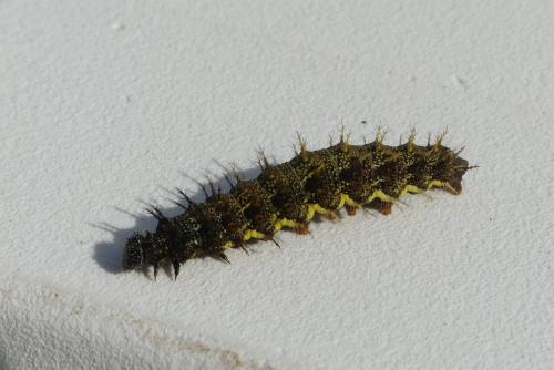 Vanessa atalanta